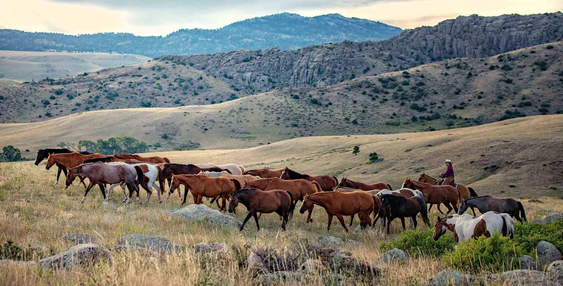 Overview of coverage options in Wyoming