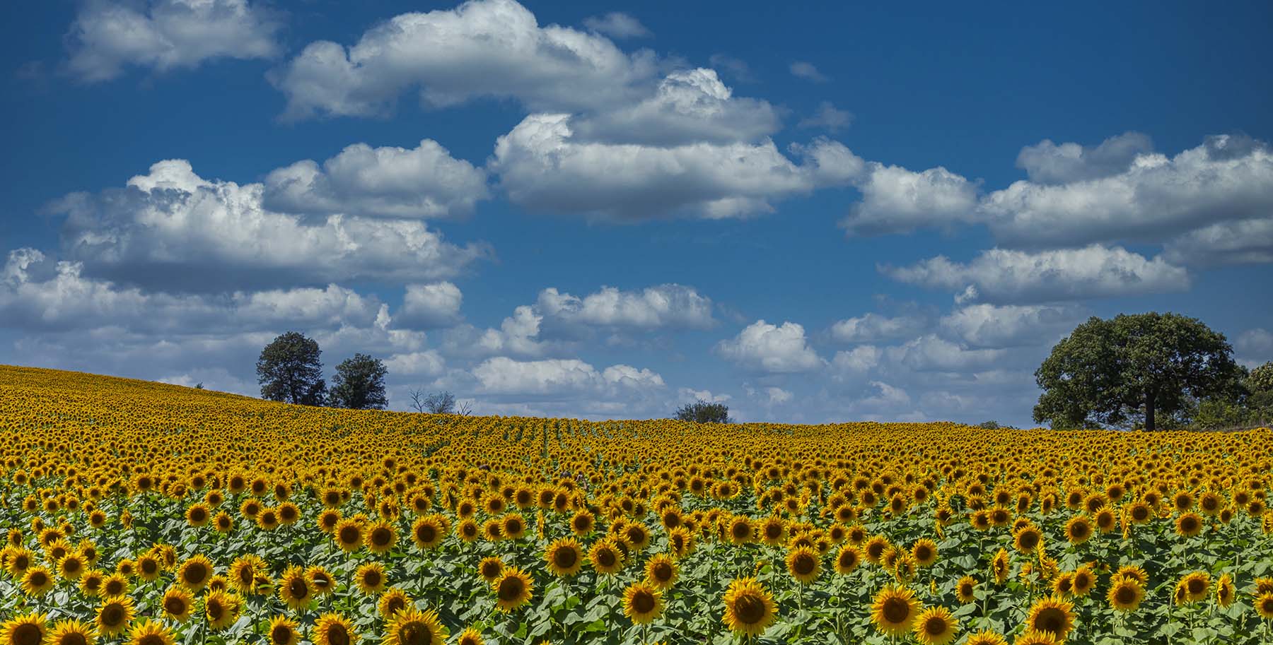 Overview of coverage options in Kansas