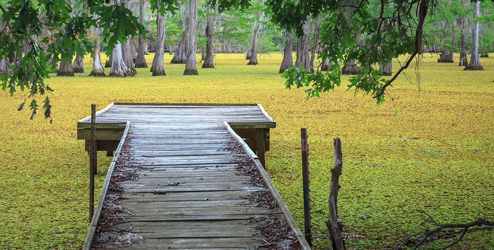 Overview of coverage options in Louisiana